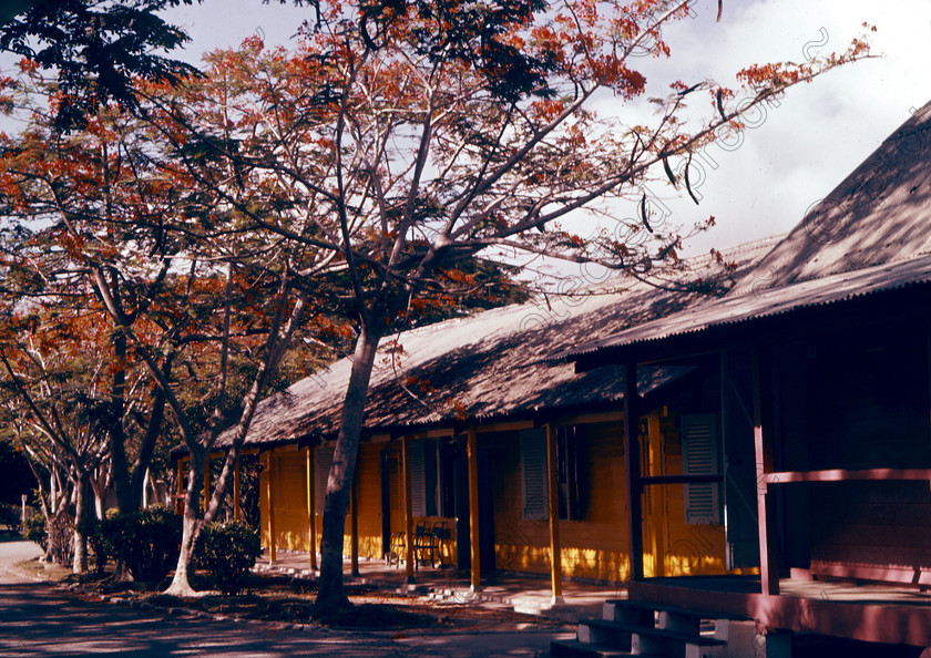 PMR.PN-02 
 Malaya, Penang Island 1959: colourful chalets shaded by Flamboyant trees (Delonix regia) at Sandycroft Leave Centre. 
 Keywords: British colonies, nostalgia, historic, island, tropics, Far East