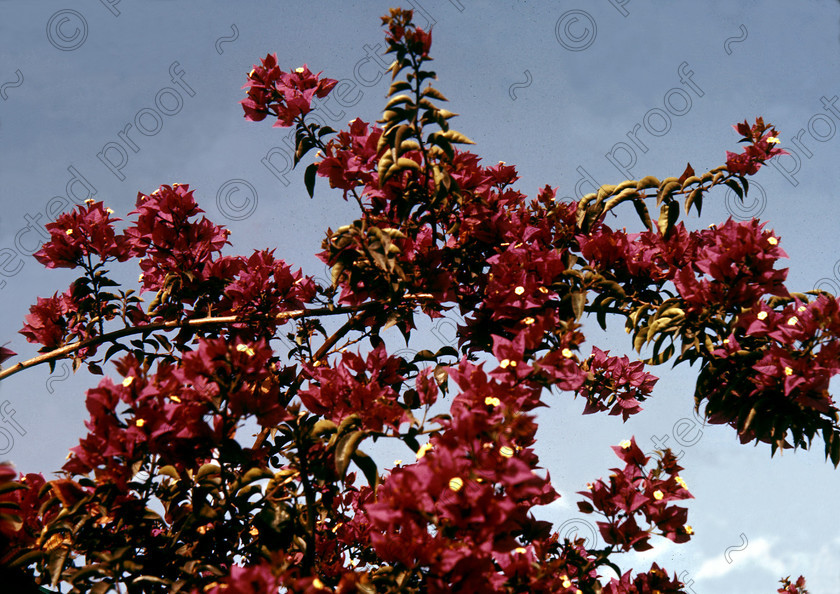 PMR.PN-16 
 Malaya, Penang Island 1959: vivid Bougainvillea flowers 
 Keywords: British colonies, Far East, tropics, island, historic, nostalgia