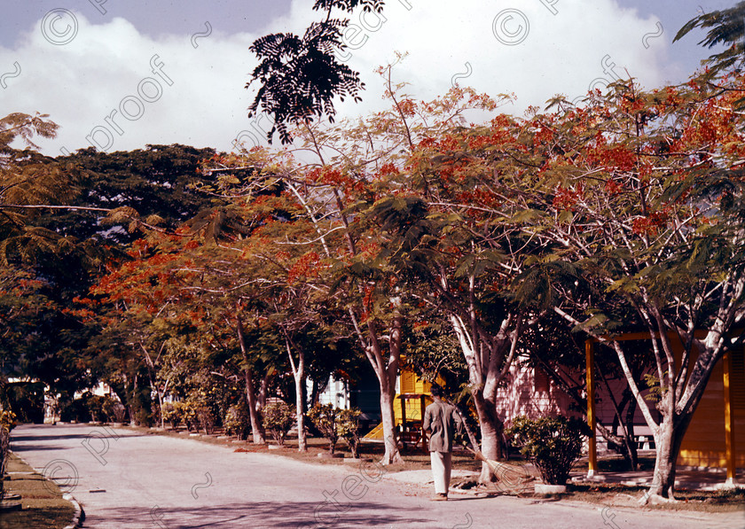 PMR.PN-01 
 Malaya, Penang Island 1959: Flamboyant trees (Delonix regia) shading the chalets of Sandycroft Leave Centre. 
 Keywords: British colonies, Far East, tropics, island, historic, nostalgia