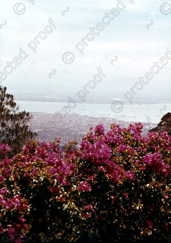 PMR.PN-09 
 Malaya, Penang Island 1959: view over Georgetown and strait with Bougainvillea in the foreground. 
 Keywords: British colonies, nostalgia, historic, island, tropics, Far East